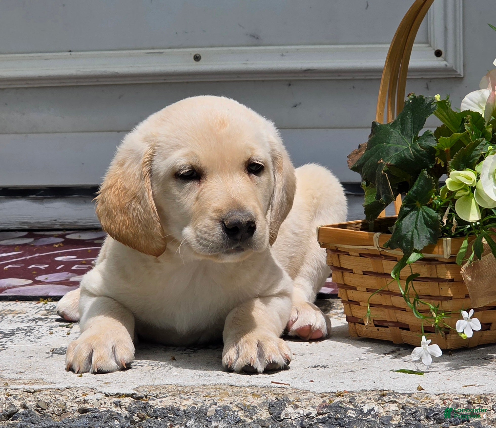 Labradoodle dogs Buttermilk  - Ad 2