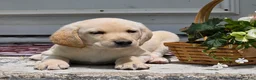Labradoodle dogs for sale: Buttermilk  - Ad 2