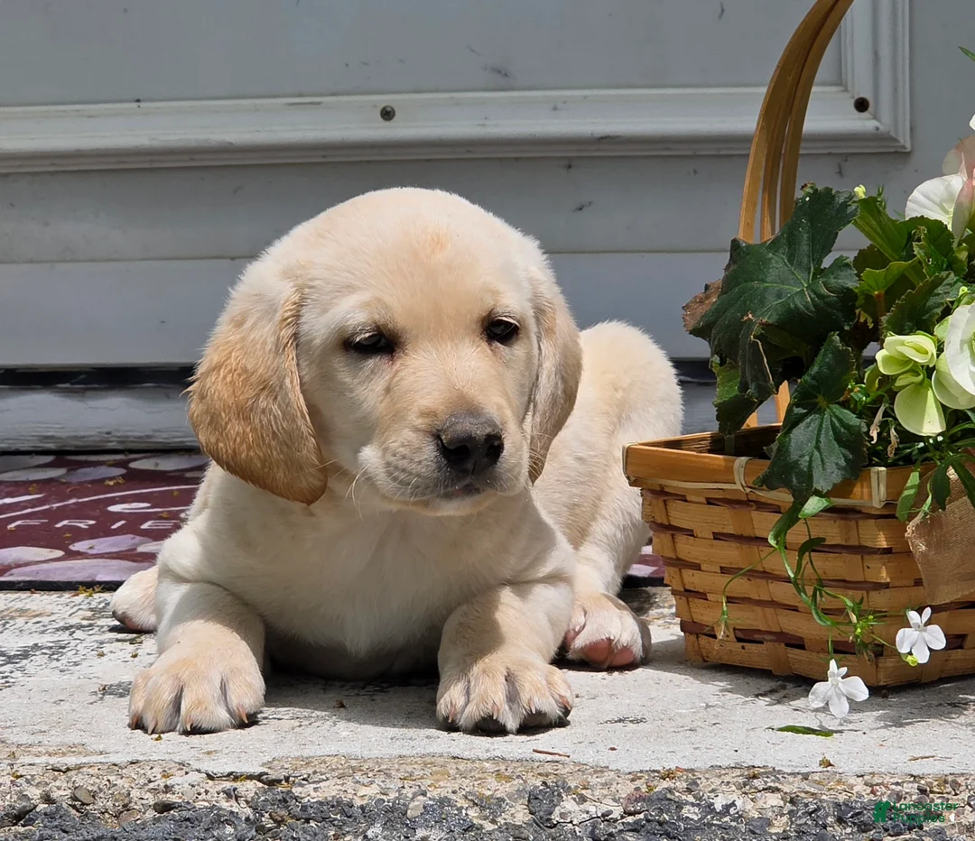Labradoodle dogs for sale: Buttermilk  - Ad 2