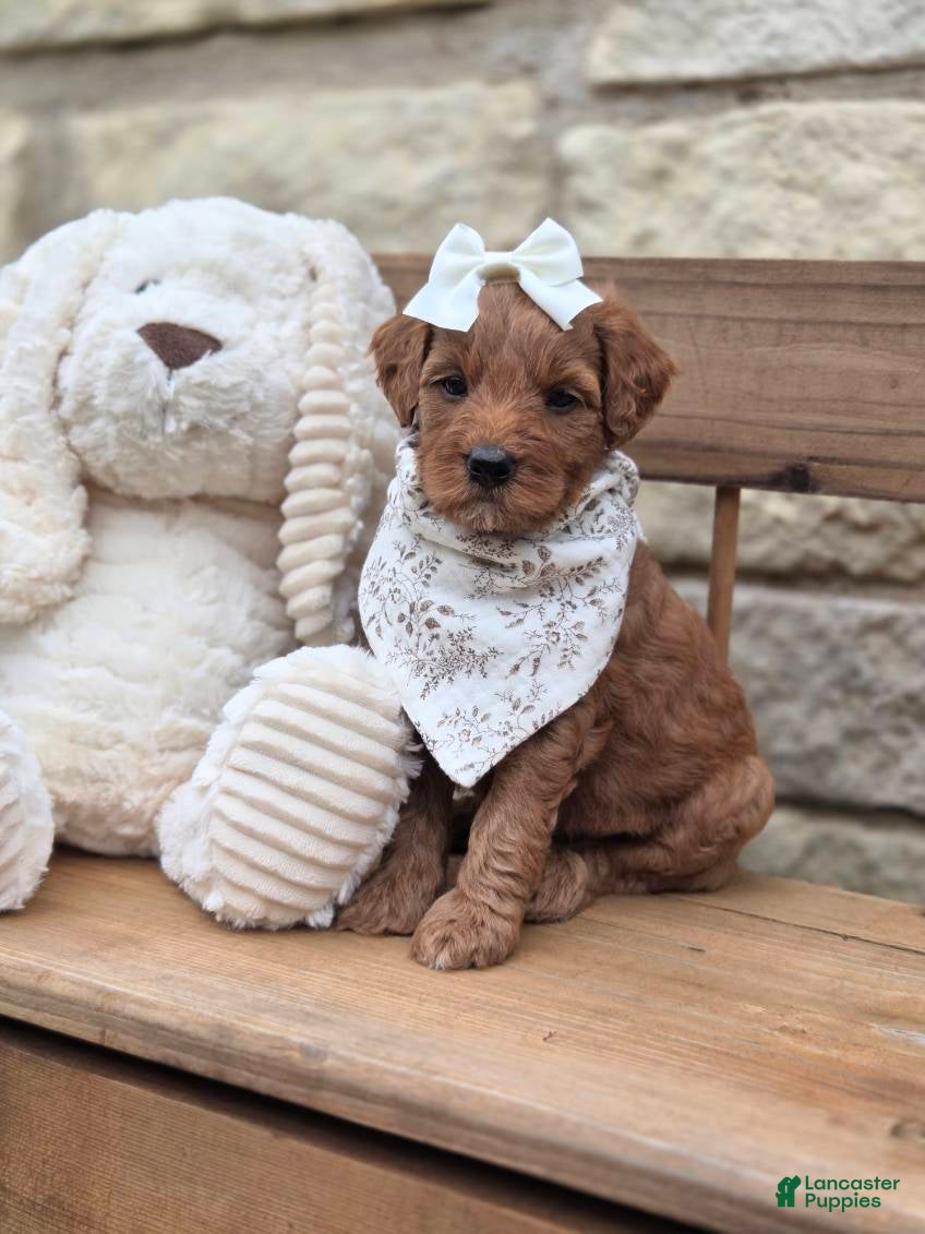Goldendoodle dogs Sienna - Ad 1