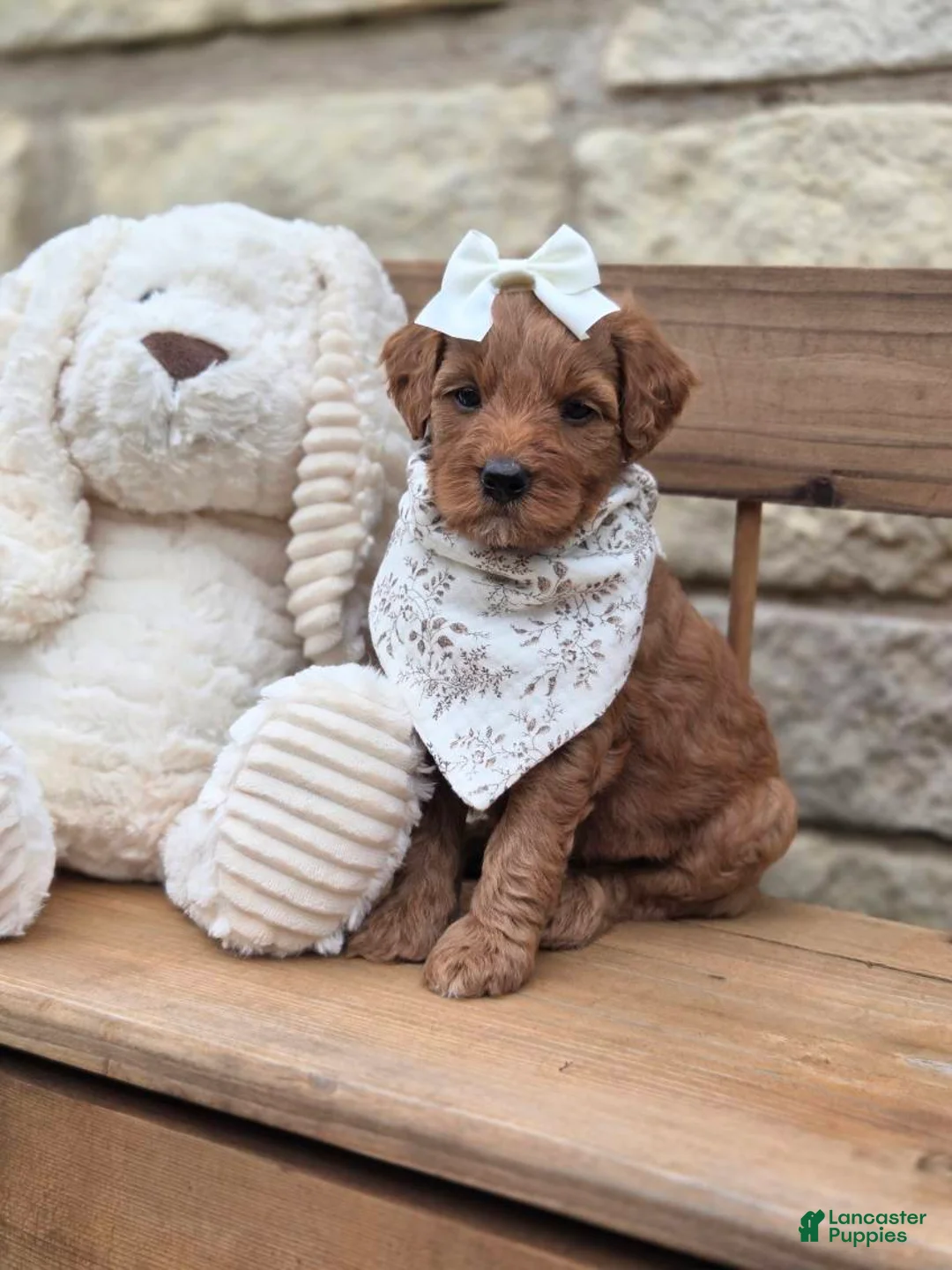 Goldendoodle dogs for sale: Sienna - Ad 1