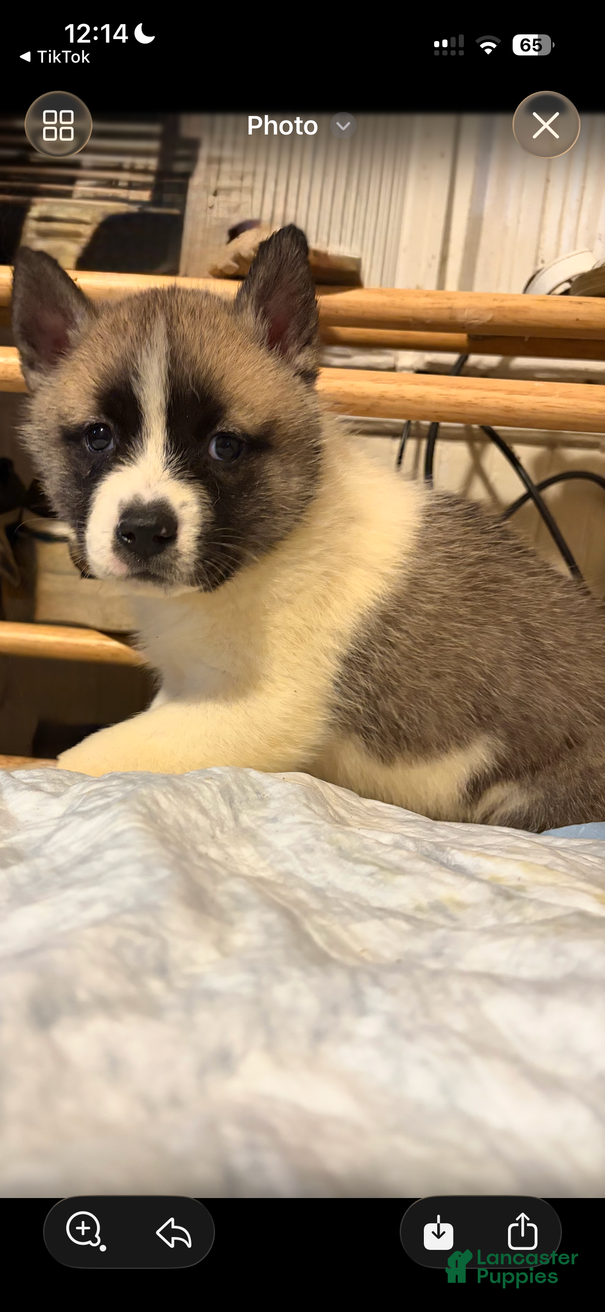 Mixed Breed dogs Zeus - Ad 2