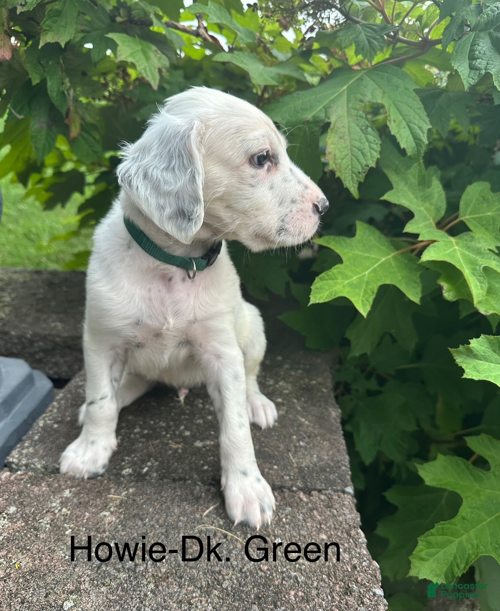 White English Setter Short Hair 25+ Thousand Setter Royalty-Free