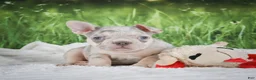 French Bulldog dogs for sale: Louie - Ad 4