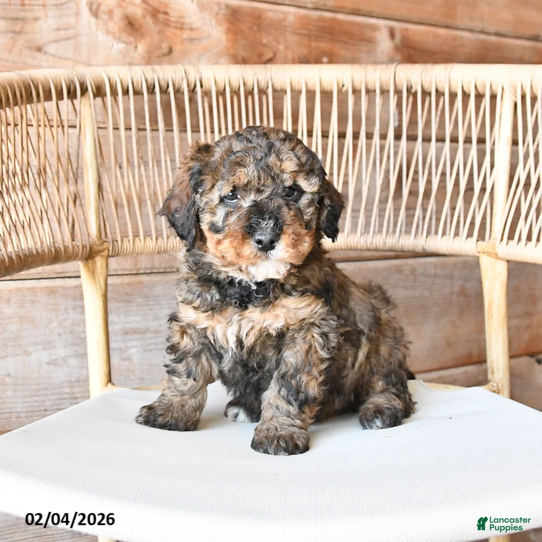 Mini Bernedoodle dogs for sale: Pebbles - Ad 1