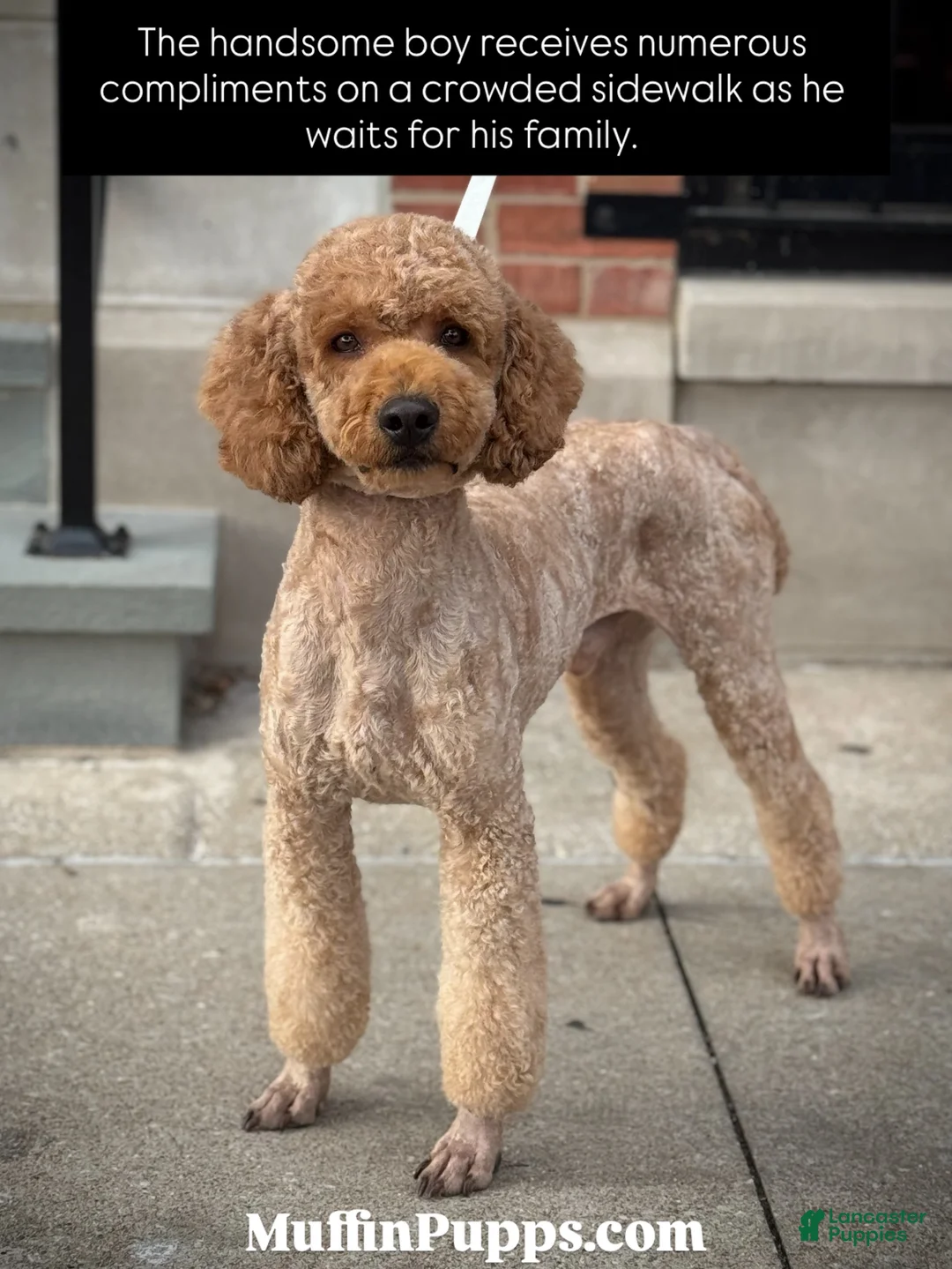 Cavapoo dogs for sale: Cavapoo Puppy 3 - Ad 6