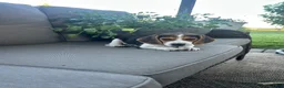 Beagle dogs for sale: Buck - Ad 6