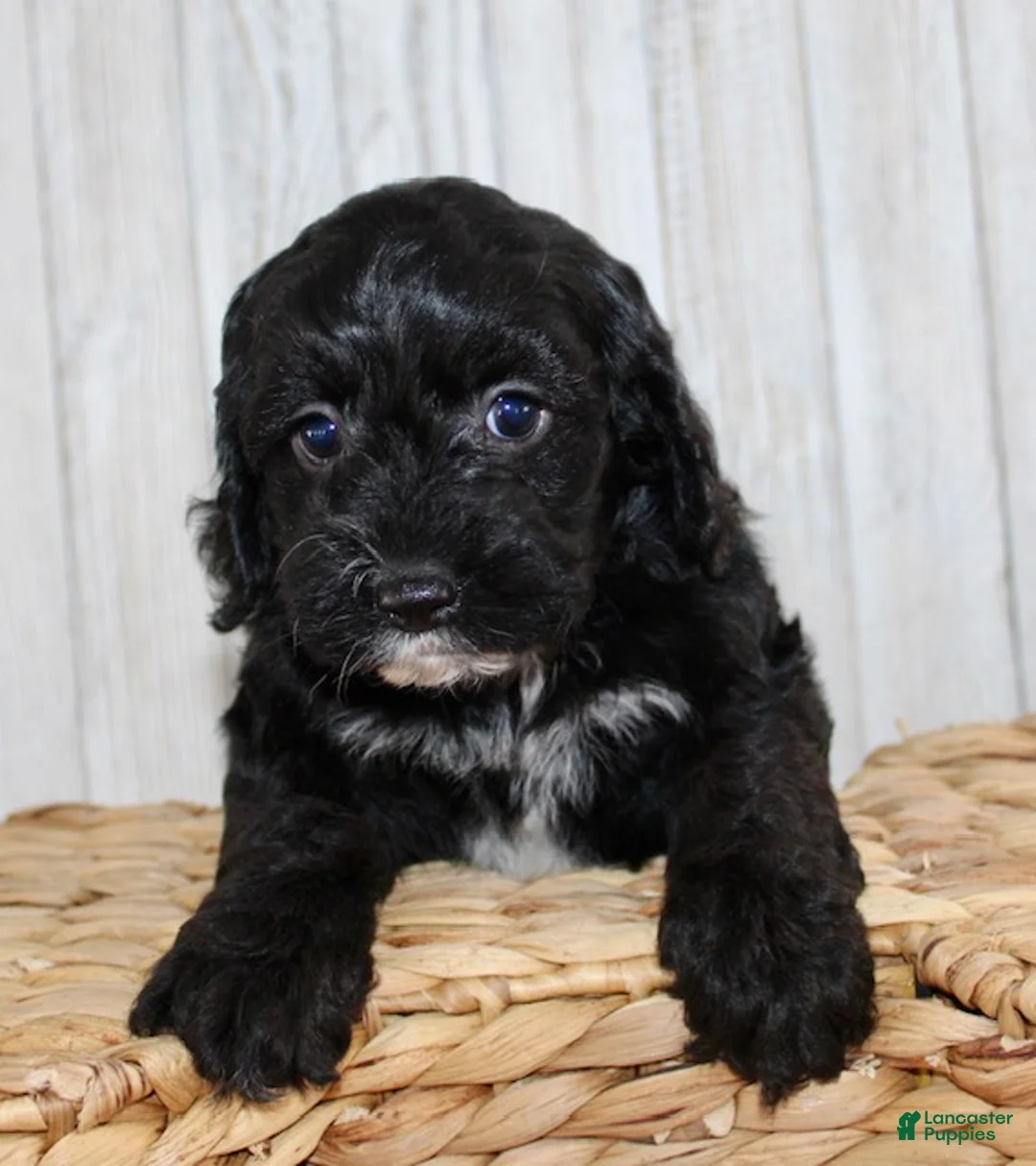 Cockapoo dogs for sale: Coco - Ad 7