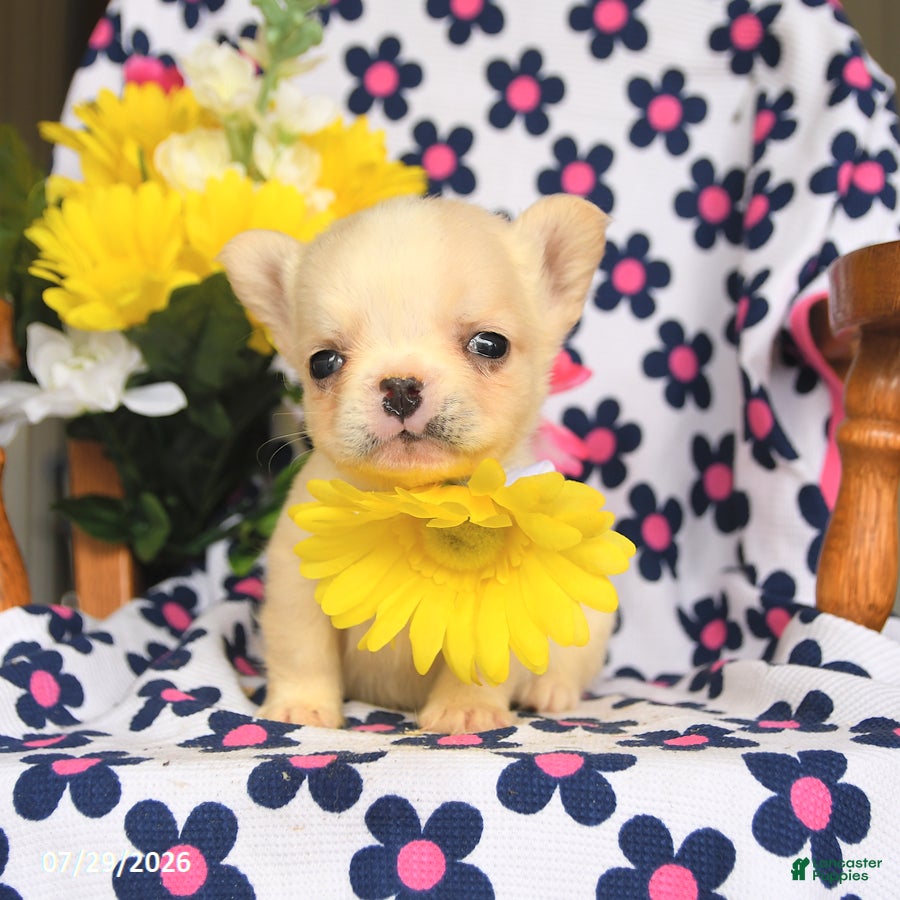 French Bulldog dogs Trixy - Ad 2