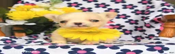 French Bulldog dogs for sale: Trixy - Ad 2