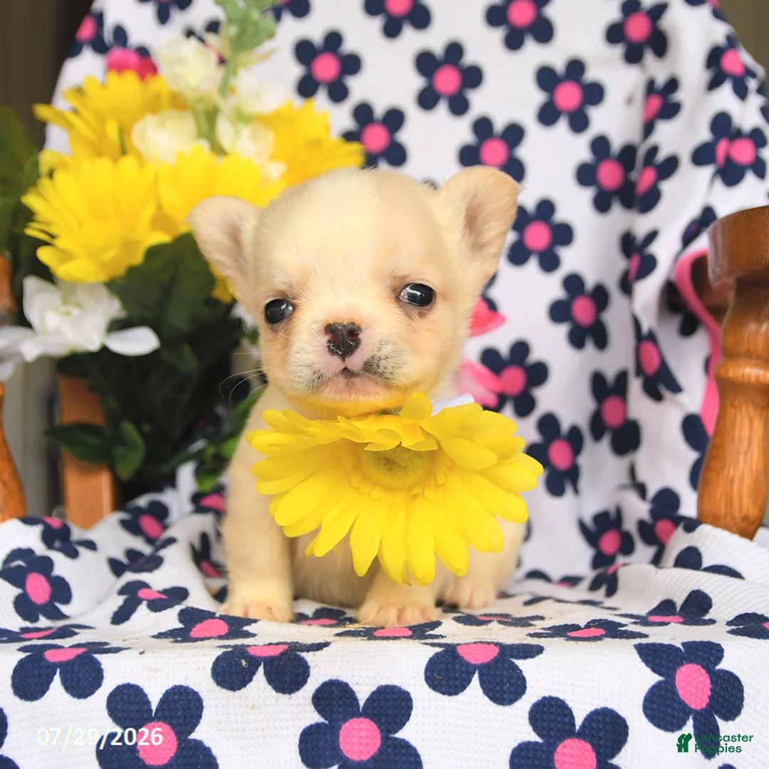 French Bulldog dogs for sale: Trixy - Ad 2