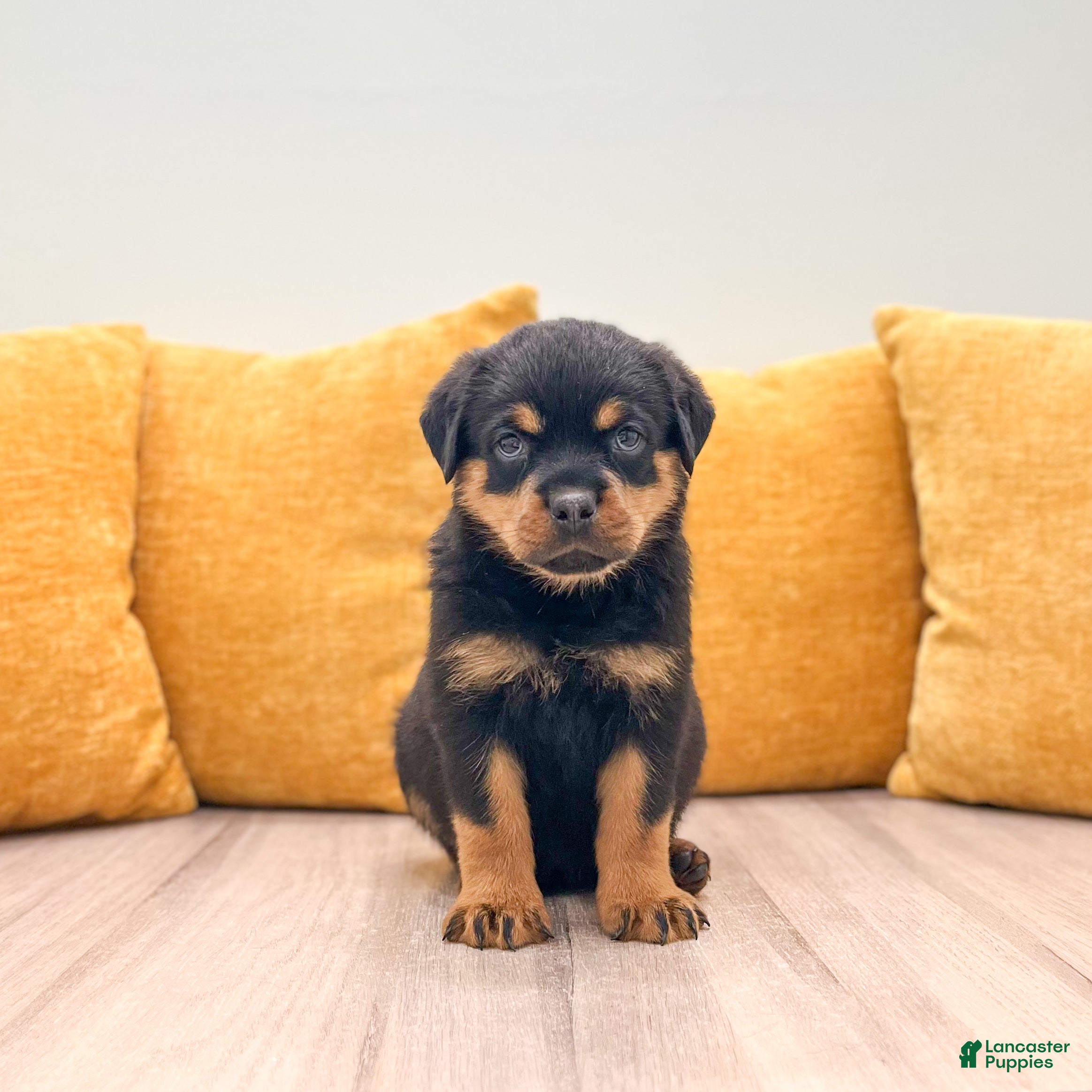 Rottweiler dogs Remmy - Ad 1