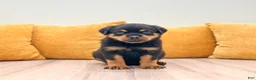 Rottweiler dogs for sale: Remmy - Ad 1