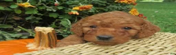 Mini Goldendoodle dogs for sale: Cider - Ad 5