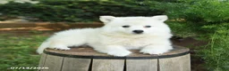 American Eskimo dogs for sale: Felix - Ad 3