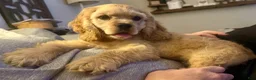 Cocker Spaniel dogs for sale: Captain - Ad 3