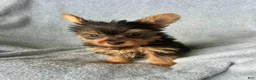 Yorkshire Terrier dogs for sale: Stanley-Yorkshire Terrier 1 - Ad 5