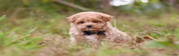 Maltipoo dogs for sale: Nash - Ad 6