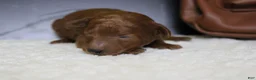 Mixed Breed dogs for sale: Clementine  - Ad 7
