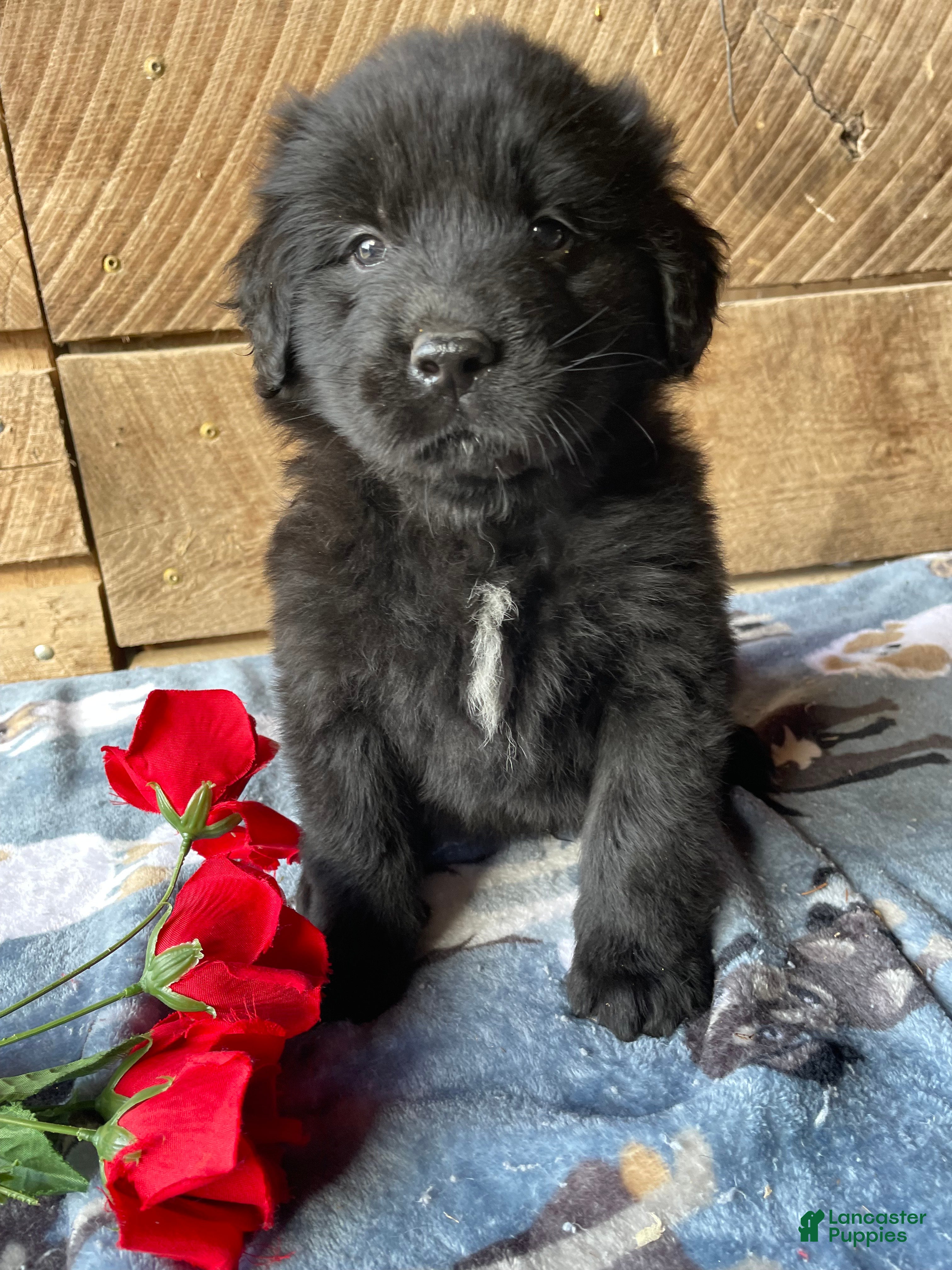 Mixed Breed dogs Cosmo - Ad 18