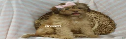 Shihpoo dogs for sale: Sage - Ad 2