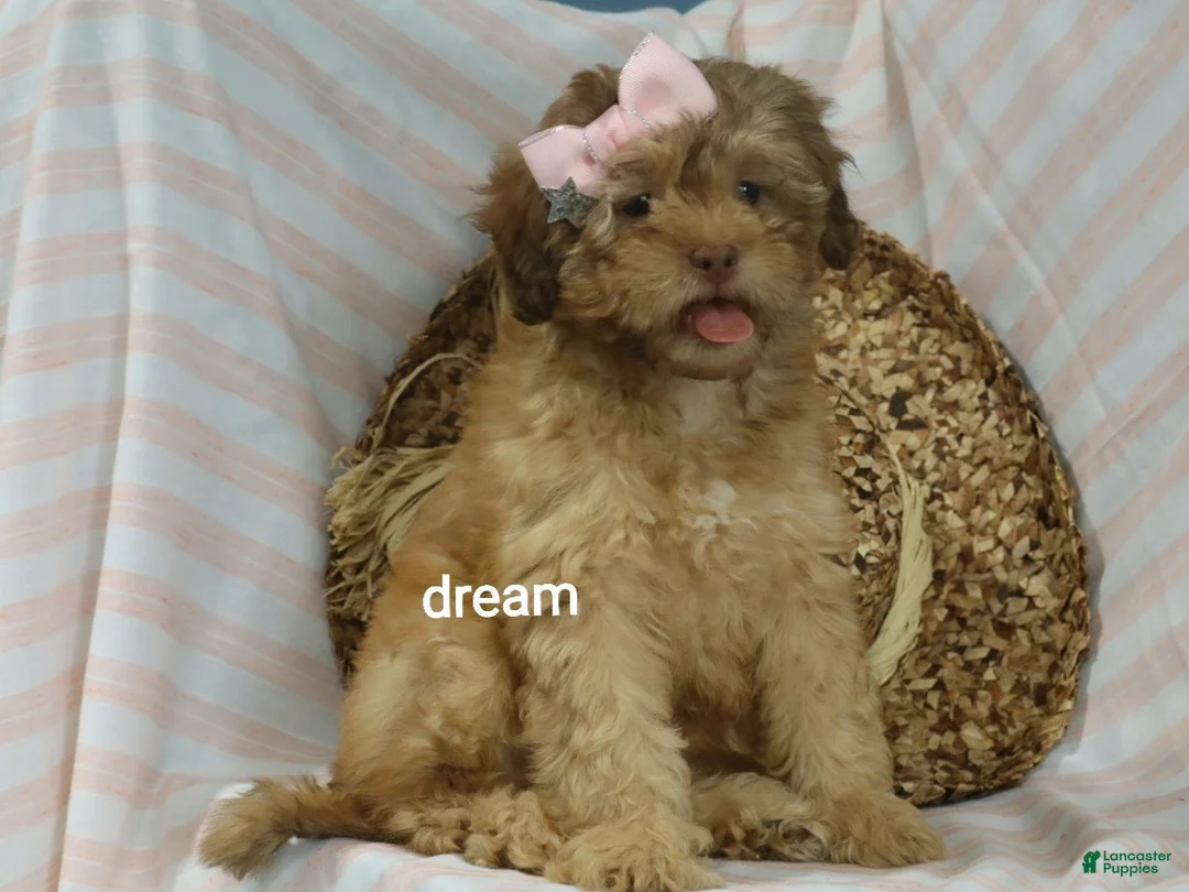 Shihpoo dogs for sale: Sage - Ad 2