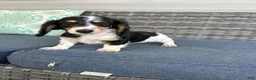 Dachshund dogs for sale: Betsy - Ad 3