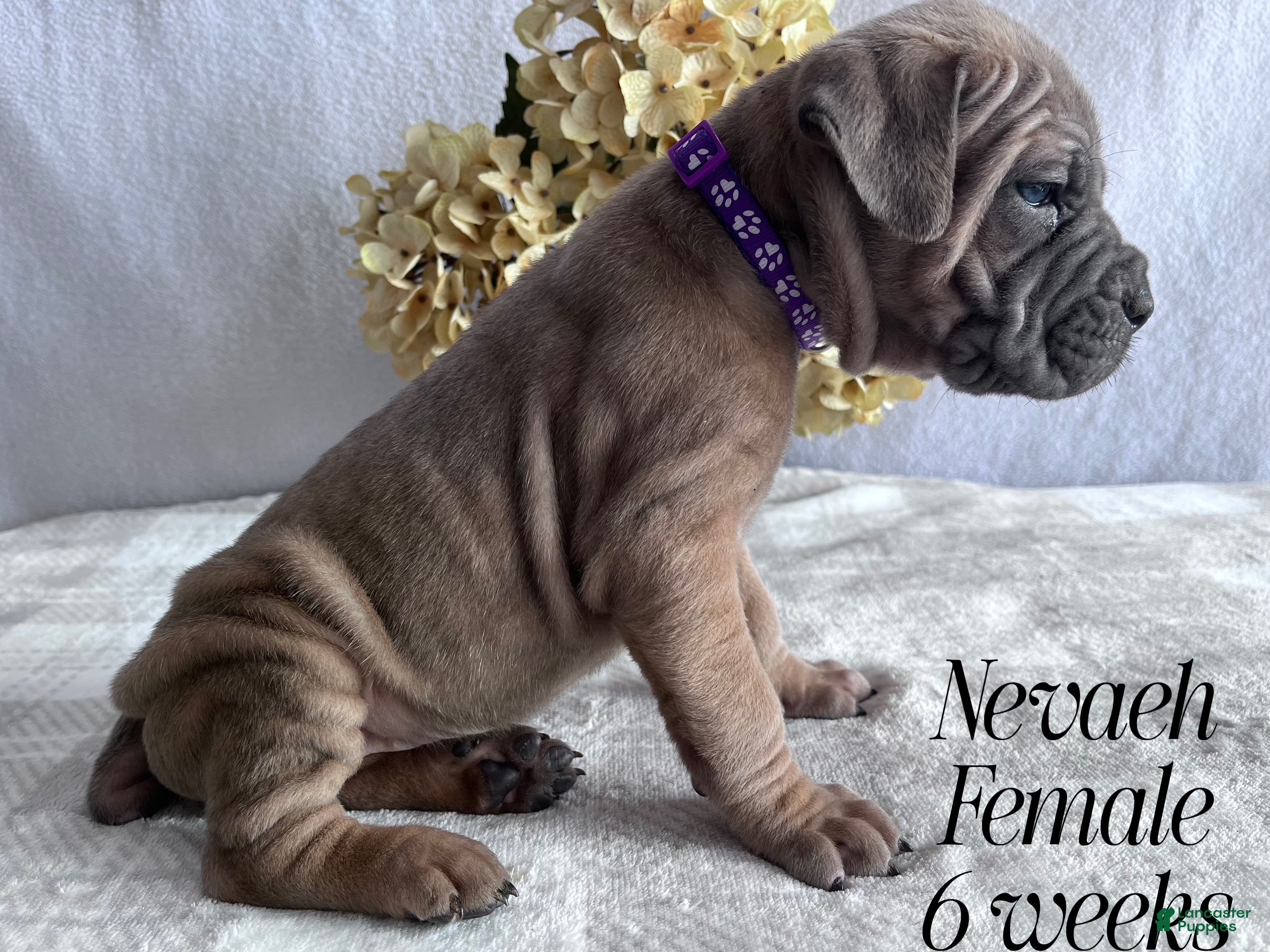 Cane Corso dogs Nevaeh - Ad 1