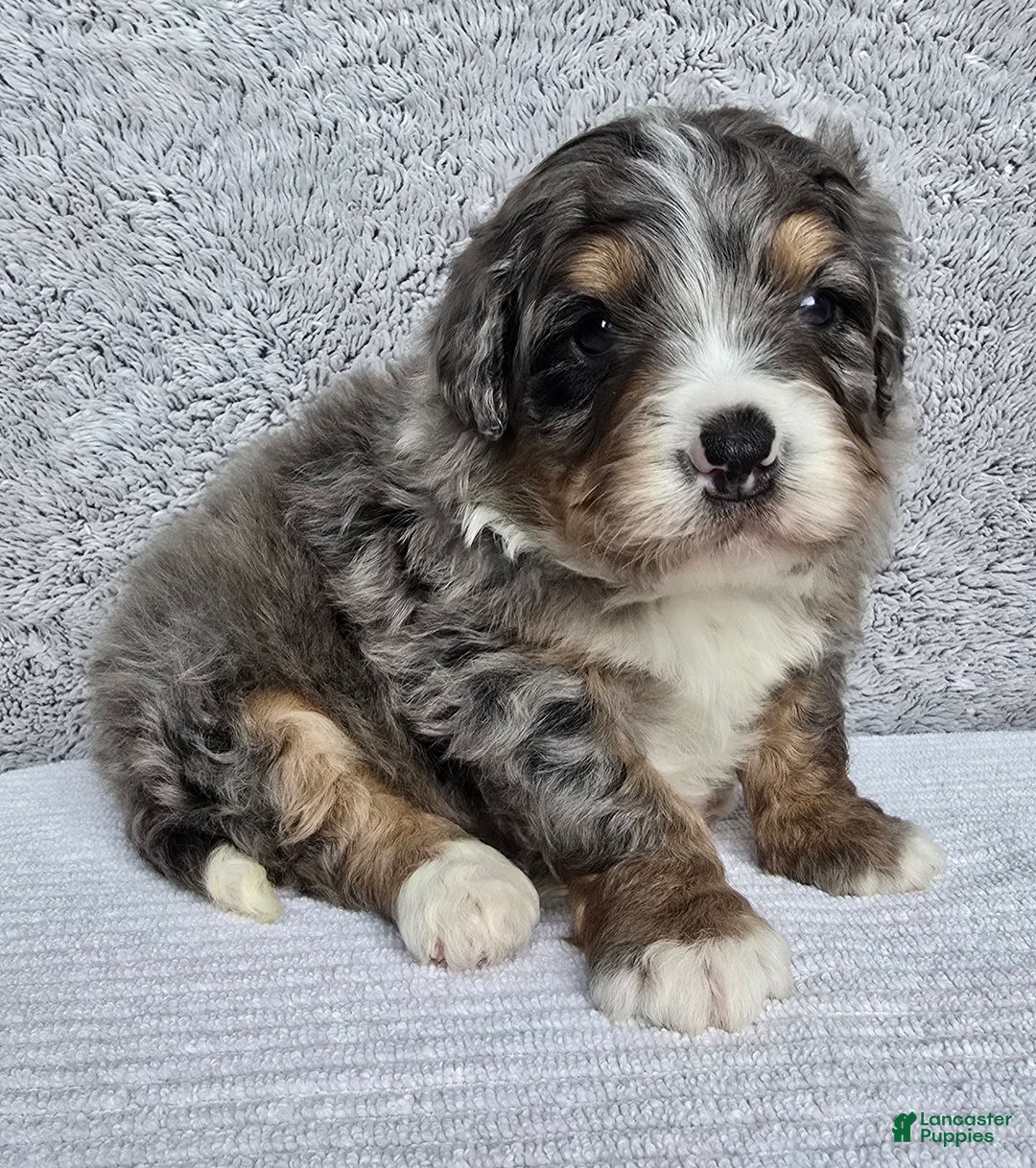 Mini Bernedoodle dogs for sale: Mini Louie - Ad 12