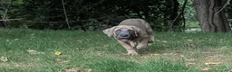 Cane Corso dogs for sale: Aries  - Ad 6