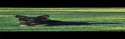 German Shepherd dogs for sale: Sarge - Ad 10