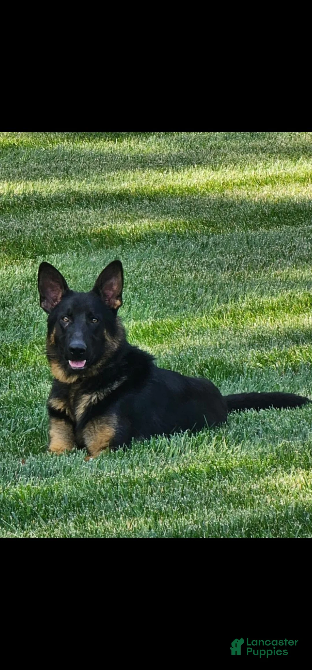 German Shepherd dogs for sale: Sarge - Ad 10