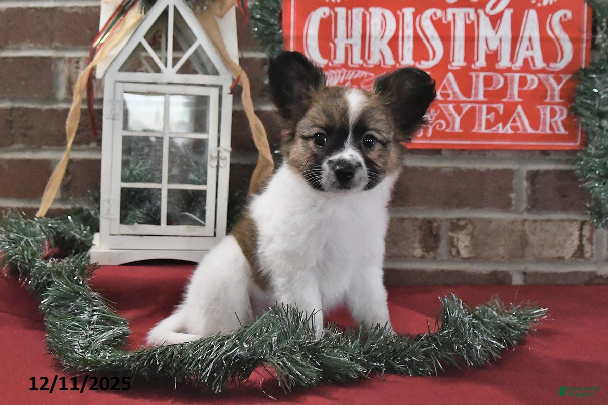 Papillon dogs Oliver - Ad 5