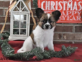 Papillon dogs Oliver - Ad 4