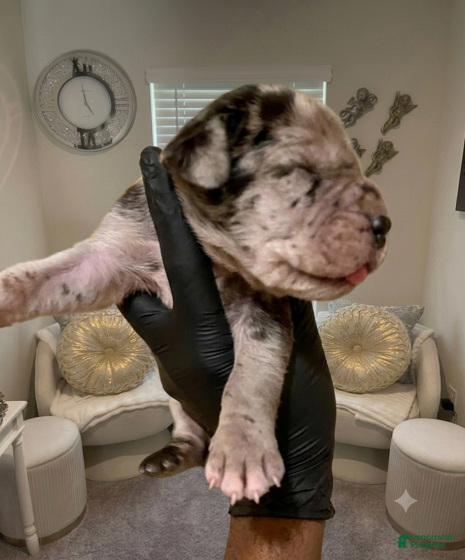 Great Dane dogs Rhythm & Soul's Heart of Soul Coco Jones - Ad 8