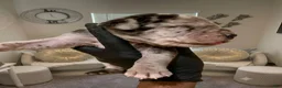 Great Dane dogs for sale: Rhythm & Soul's Heart of Soul Coco Jones - Ad 1