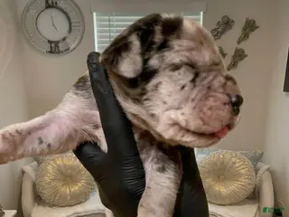 Great Dane dogs Rhythm & Soul's Heart of Soul Coco Jones - Ad 8