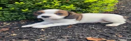 Mixed Breed dogs for sale: Jo - Ad 8