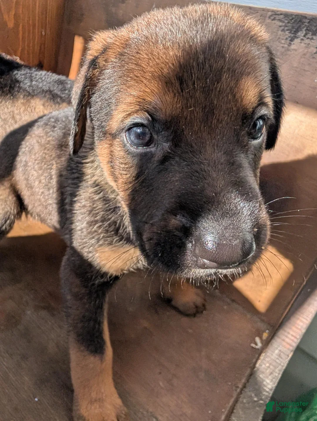Mixed Breed dogs for sale: Mixed Breed 1 - Ad 3