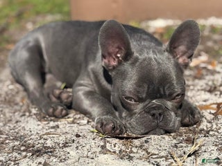 French Bulldog dogs - Ad 8