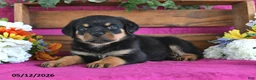 Rottweiler dogs for sale: Mason - Ad 5