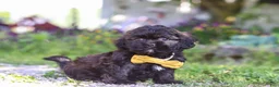 Shihpoo dogs for sale: Tristan - Ad 5