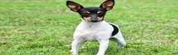 Toy Fox Terrier dogs for sale: Dakota - Ad 11