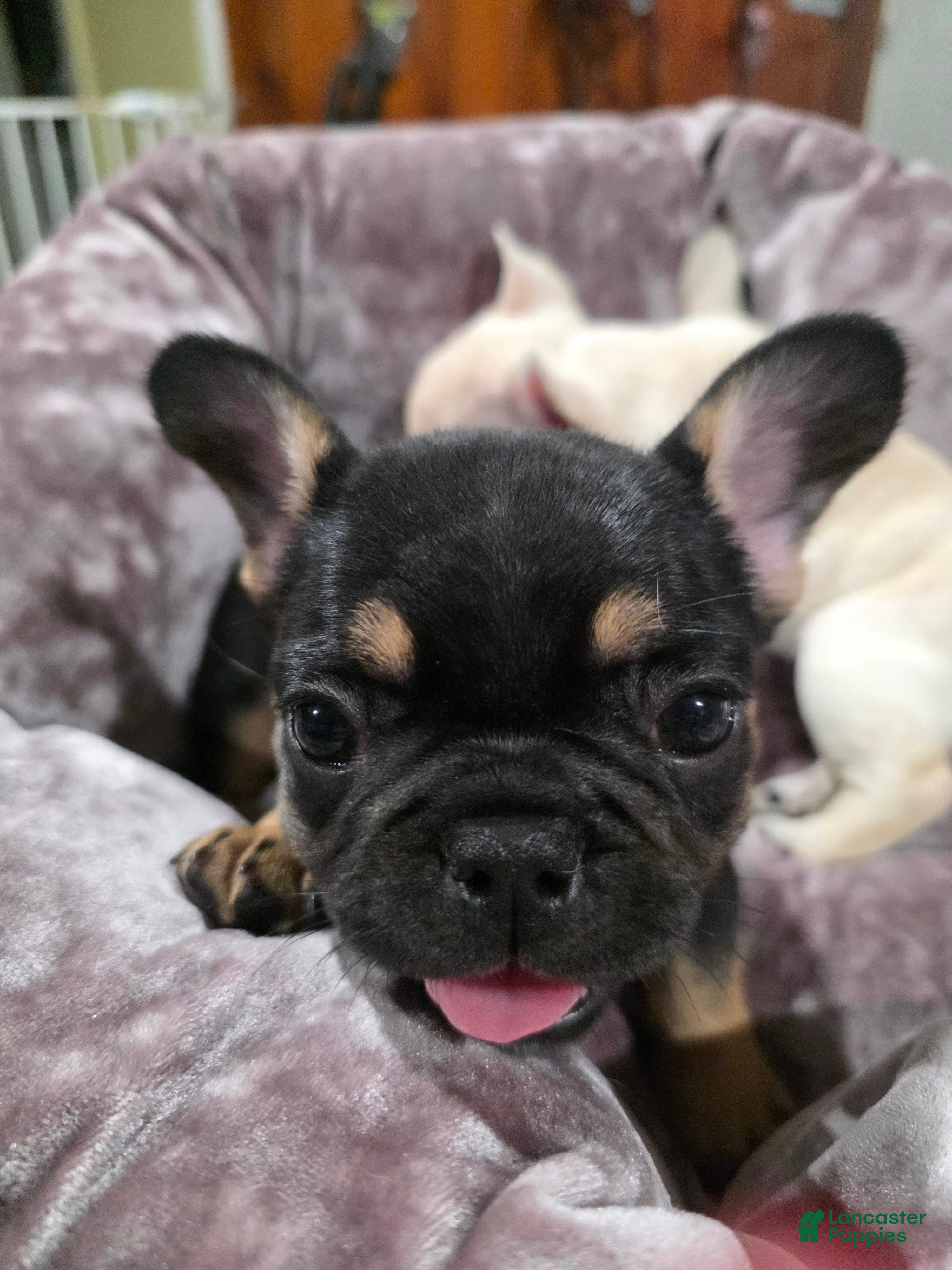 French Bulldog dogs Padme Amidala  - Ad 1