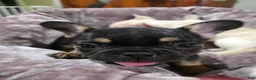 French Bulldog dogs for sale: Padme Amidala  - Ad 2