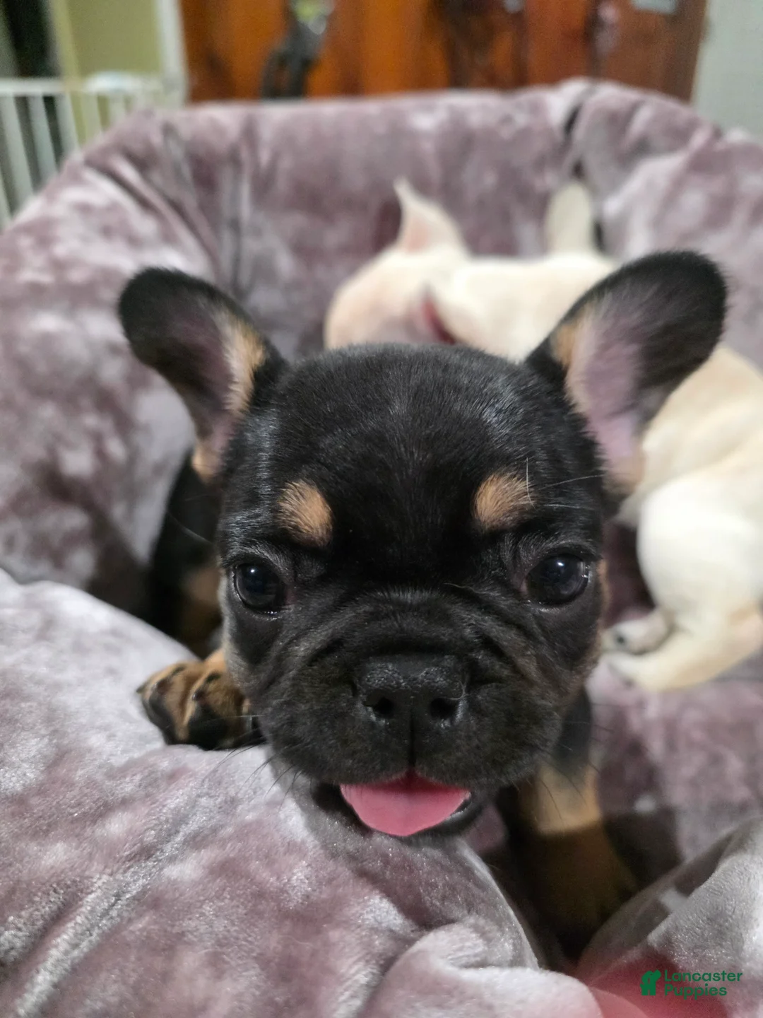 French Bulldog dogs for sale: Padme Amidala  - Ad 2