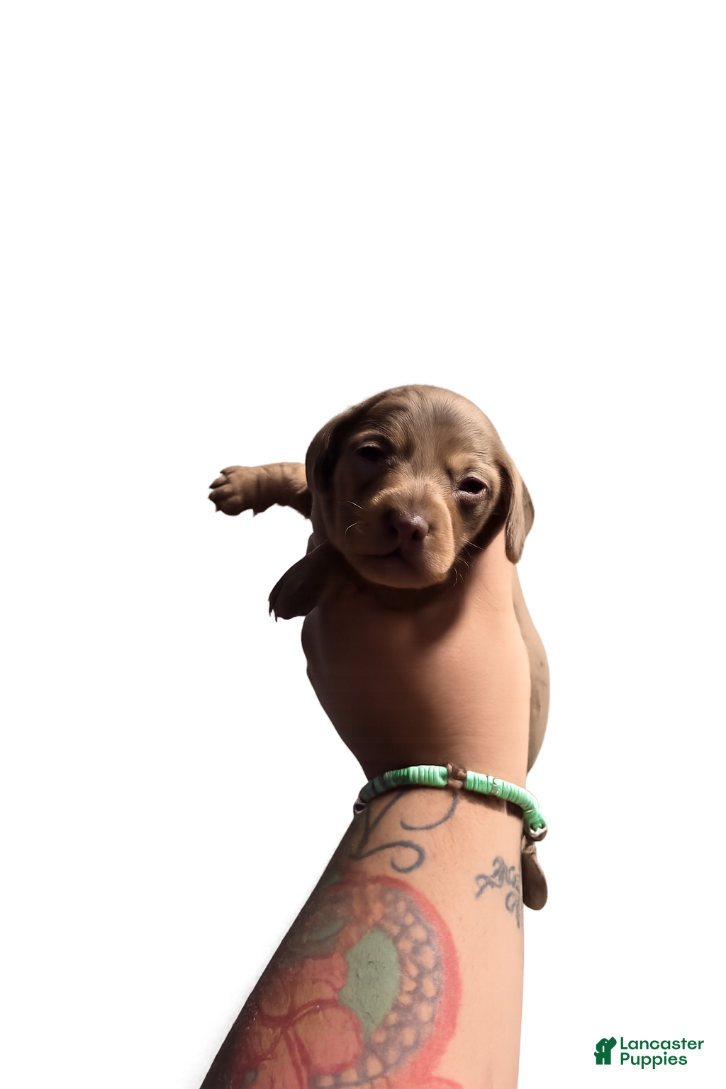 Miniature Dachshund dogs Miniature Dachshund Puppy 1 - Ad 1