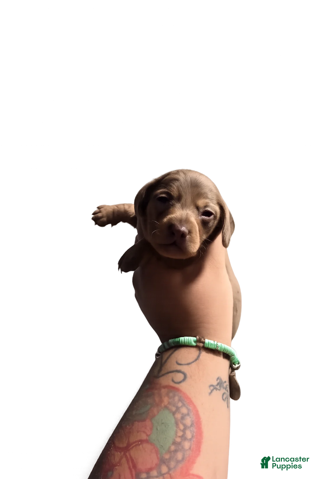 Miniature Dachshund dogs for sale: Miniature Dachshund Puppy 1 - Ad 1