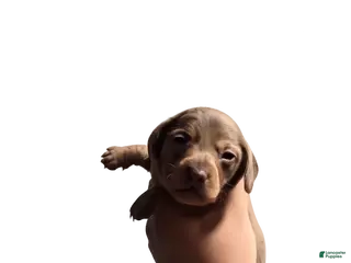 Miniature Dachshund dogs for sale: Miniature Dachshund Puppy 1 - Ad 2