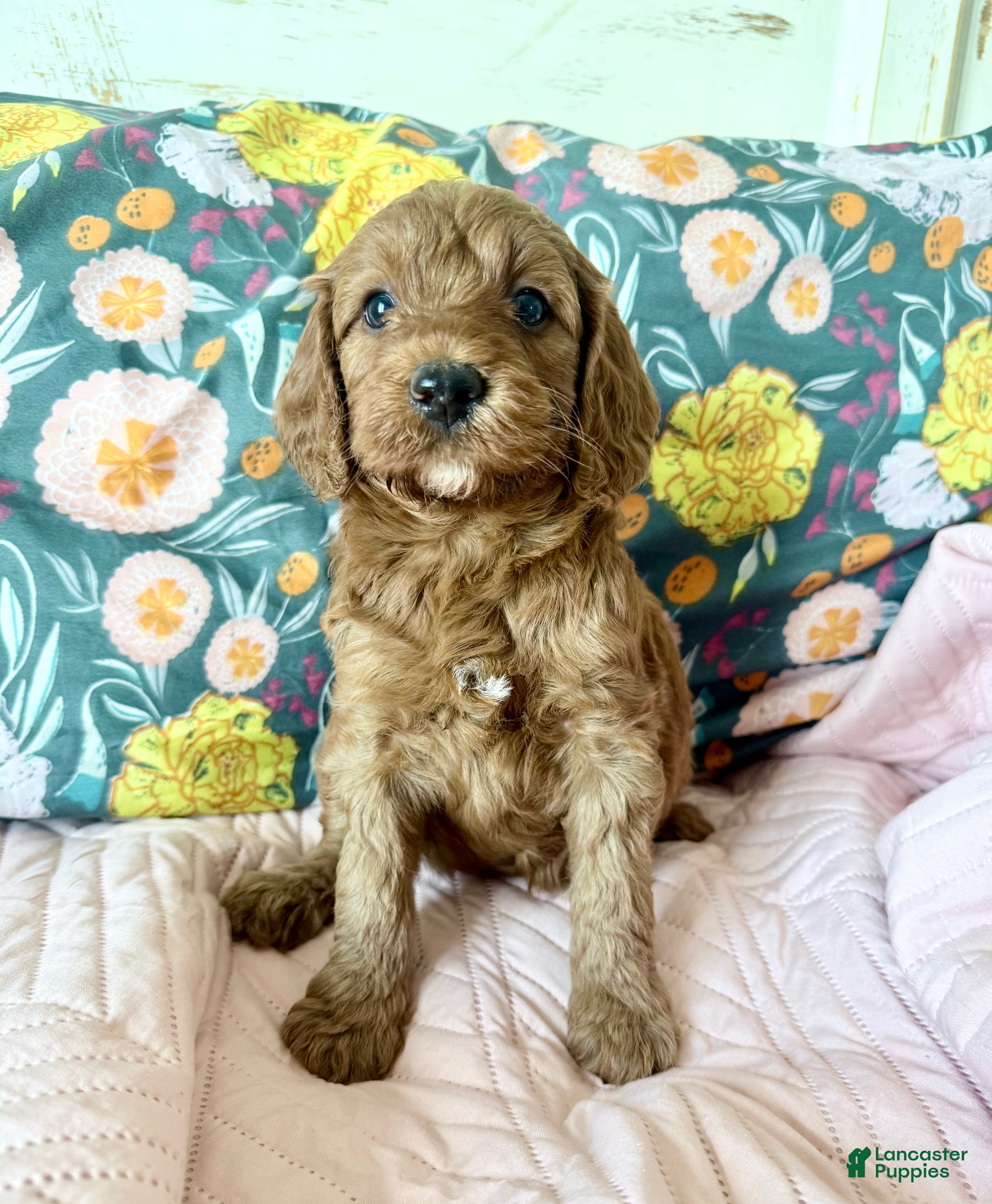 Irish Doodle dogs Irish Doodle Puppy 4 - Ad 4